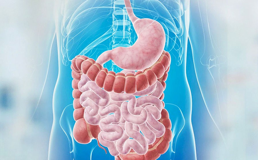 TB-500 и восстановление мягких тканей при травмах желудочно-кишечного тракта