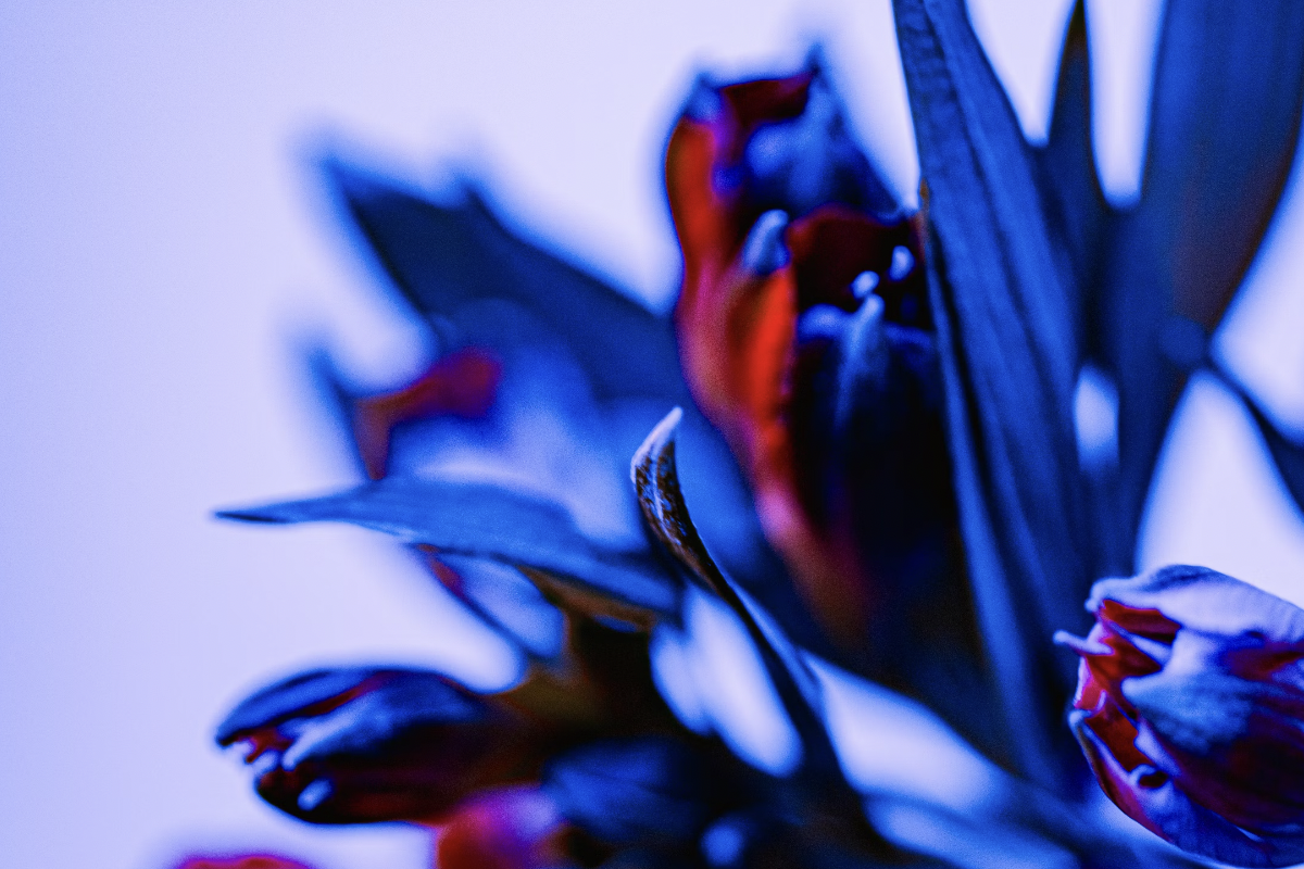 Methylene Blue + Красный свет: научно доказанная синергия для здоровья мозга